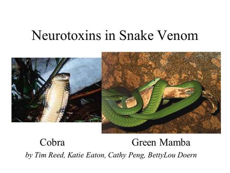 Neurotoxins in Snake Venom CobraGreen Mamba by Tim Reed, Katie Eaton, Cathy Peng, BettyLou Doern.