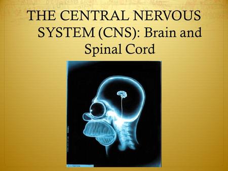 THE CENTRAL NERVOUS SYSTEM (CNS): Brain and Spinal Cord.