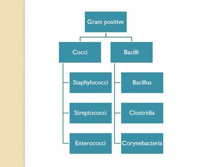 Gram positive Cocci Staphylococci Streptococci Enterococci Bacilli Bacillus Clostridia Corynebacteria.