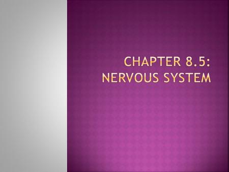  General paralysis  Severe damage to spinal cord  Loss feeling from injury down  Quadriplegia—lose control of both arms and legs.