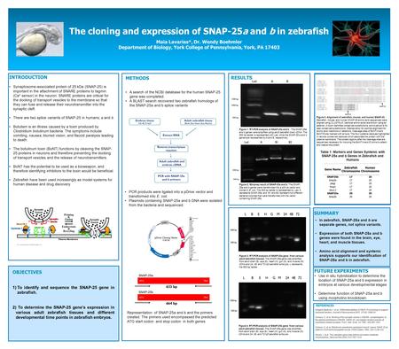 The cloning and expression of SNAP-25a and b in zebrafish Maia Lavarias*, Dr. Wendy Boehmler Department of Biology, York College of Pennsylvania, York,