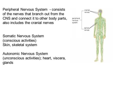 Peripheral Nervous System