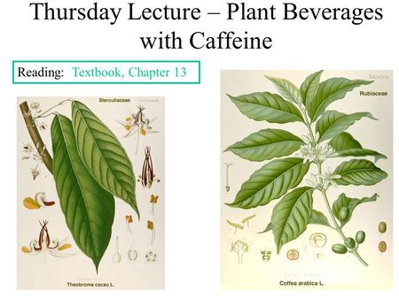 Thursday Lecture – Plant Beverages with Caffeine