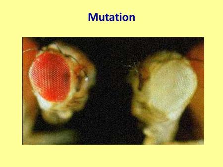 Mutation. Means change Definition: An event that gives rise to an alteration in the genotype It also can be the change itself Mutation does not mean “bad”