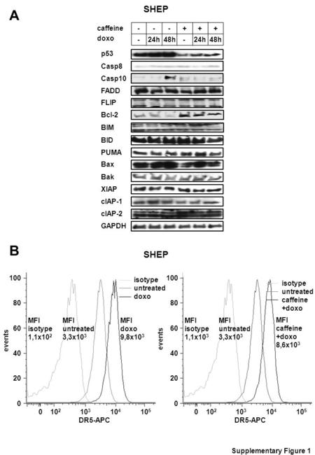 ABAB p53 caffeine doxo - - - 24h 48h - + + - + Casp8 Casp10 FADD FLIP Bcl-2 BIM BID PUMA Bax Bak XIAP cIAP-1 cIAP-2 GAPDH MFI untreated 3,3x10 3 MFI doxo.