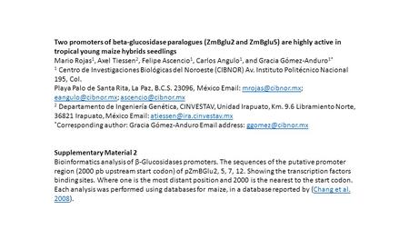 Two promoters of beta-glucosidase paralogues (ZmBglu2 and ZmBglu5) are highly active in tropical young maize hybrids seedlings Mario Rojas 1, Axel Tiessen.