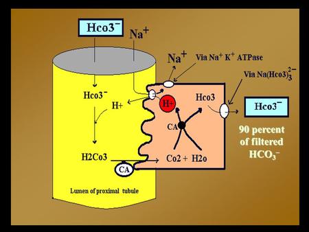 90 percent of filtered HCO 3 –. NH 4 + NH 3 H + HCO 3 - 1mMol/Kg/day GLUTAMINE NH 3 H+H+ Distal Pretubular Cell K + GFR Ammoniogenesis actively synthesize.