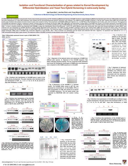 Isolation and Functional Characterization of genes related to Kernel Development by Differential Hybridization and Yeast Two Hybrid Screening in extra-early.