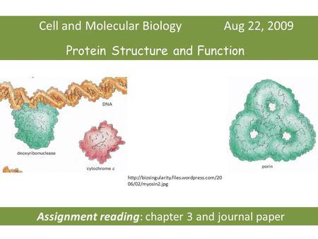 Cell and Molecular Biology Aug 22, 2009 Protein Structure and Function  06/02/myosin2.jpg Assignment reading: