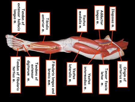 Tendon of extensor hallucis longus m. Adductor longus m.