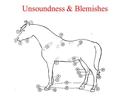 Unsoundness & Blemishes. Definitions Unsoundness –Any deviation in structure or function that interferes with a horse's intended use or performance Blemishes.