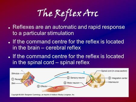 The Reflex Arc Reflexes are an automatic and rapid response to a particular stimulation If the command centre for the reflex is located in the brain.