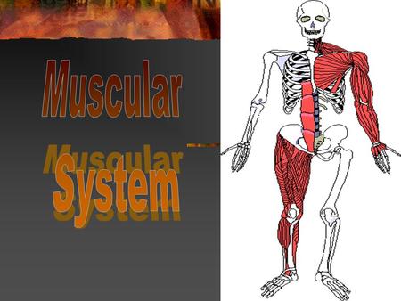 What to think about…. What are the functions of muscles? How do muscles work? What are some of the different types of muscles? What happens to muscles.