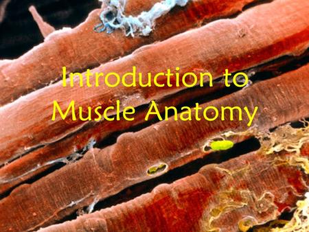 Introduction to Muscle Anatomy