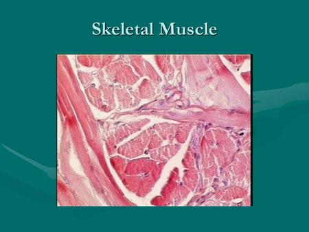 Skeletal Muscle.