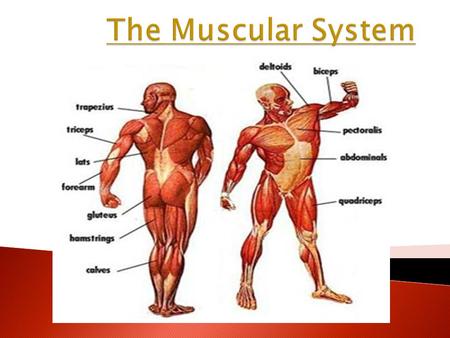 The Muscular System.