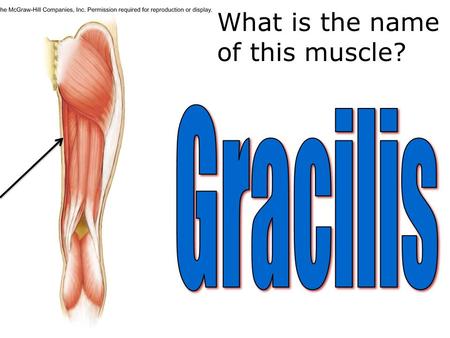 What is the name of this muscle?. Posterior view.