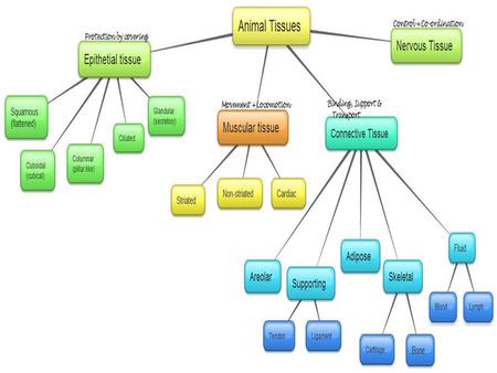 ANIMAL TISSUES Animal tissues are of 4 types: 1. Epithelial Tissues 2. Connective Tissues 3. Muscular Tissues and 4. Nervous Tissues. 1.EPITHELIAL TISSUES;