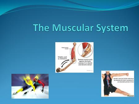 The Muscular System.