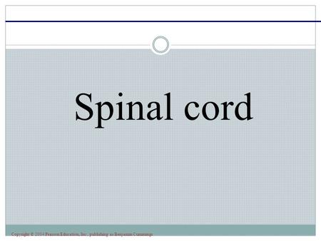 Copyright © 2004 Pearson Education, Inc., publishing as Benjamin Cummings Spinal cord.