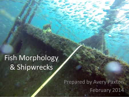 Fish Morphology & Shipwrecks Prepared by Avery Paxton February 2014.