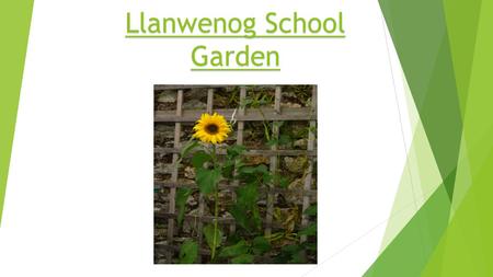 Llanwenog School Garden. Here is a sunflower that the infants made out of sticks and dandilions.