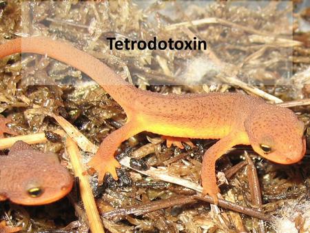 Tetrodotoxin. Tetrodotoxin (TTX) Low molecular weight neurotoxin. Blocks pore region of voltage-gated sodium channels. Prevents propagation of action.