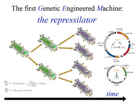 Repressilator Presentation contents: The idea Experimental overview. The first attemp. The mathematical model. Determination of the appropiate parameters.