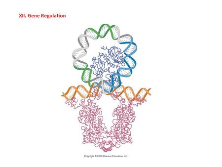 XII. Gene Regulation.