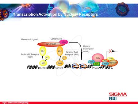 Sigma-aldrich.com/cellsignaling Transcription Activation by Nuclear Receptors.