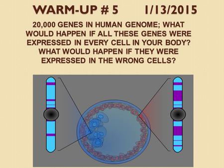 20,000 GENES IN HUMAN GENOME; WHAT WOULD HAPPEN IF ALL THESE GENES WERE EXPRESSED IN EVERY CELL IN YOUR BODY? WHAT WOULD HAPPEN IF THEY WERE EXPRESSED.