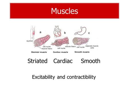 Muscles Striated Cardiac Smooth Excitability and contractibility.