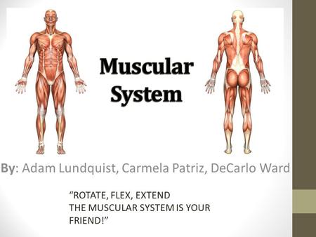 By: Adam Lundquist, Carmela Patriz, DeCarlo Ward “ROTATE, FLEX, EXTEND THE MUSCULAR SYSTEM IS YOUR FRIEND!”