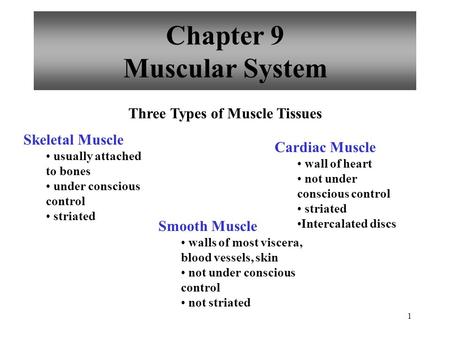 Chapter 9 Muscular System