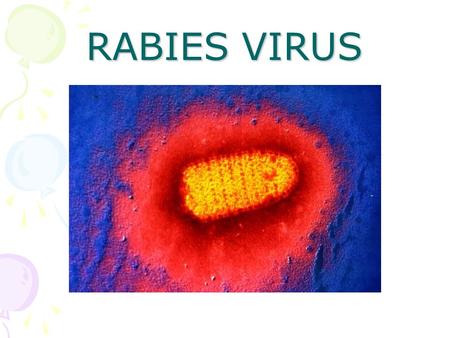 RABIES VIRUS.