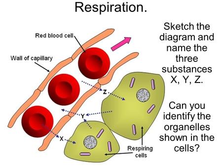 Respiration. Sketch the diagram and name the three substances X, Y, Z. Can you identify the organelles shown in the cells?