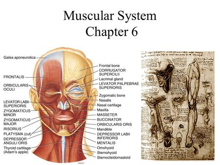 Muscular System Chapter 6