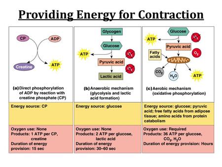 Providing Energy for Contraction. Aerobic v. Anaerobic Respiration.