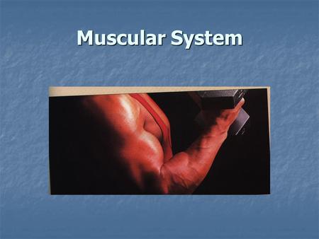 Muscular System.