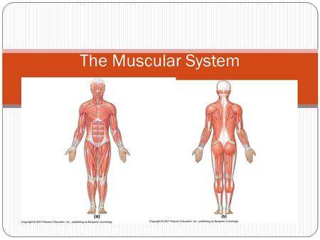 The Muscular System.