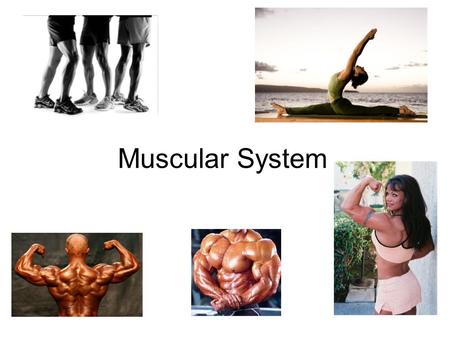 Muscular System.