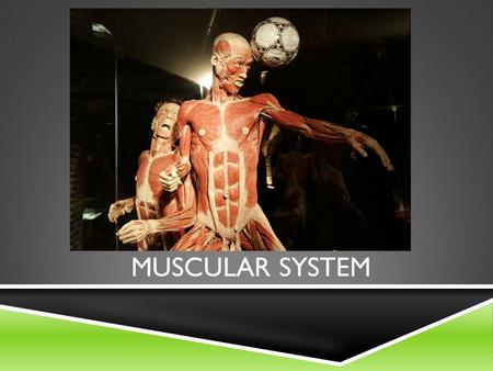 Muscular System.