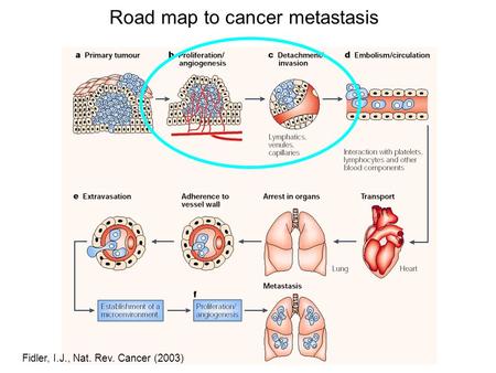 Fidler, I.J., Nat. Rev. Cancer (2003) Road map to cancer metastasis.