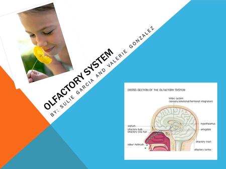 OLFACTORY SYSTEM BY: SULIE GARCIA AND VALERIE GONZALEZ.