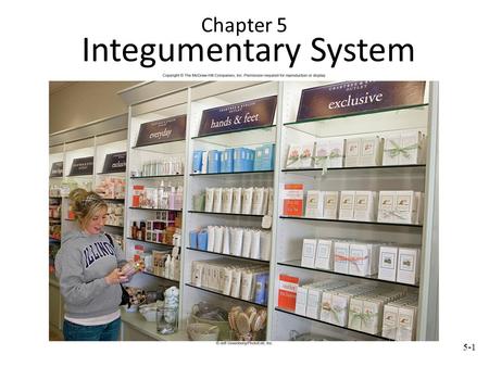 5-1 Chapter 5 Integumentary System. 5-2 5.4 Accessory Skin Structures: Hair Found everywhere on human body except palms, soles, lips, nipples, parts of.