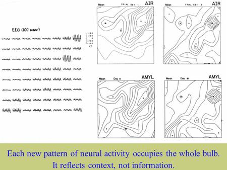 Walter J Freeman University of California at Berkeley 1 Each new pattern of neural activity occupies the whole bulb. It reflects context, not information.