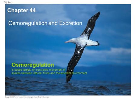 Osmoregulation and Excretion