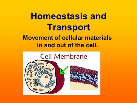 Homeostasis and Transport