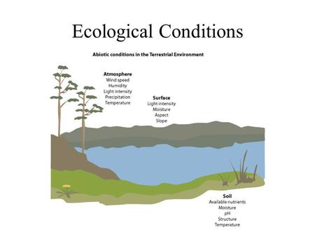 Ecological Conditions. Summary of the effects of conditions on species distributions Lethal conditions may limit distributions but they only need to occur.