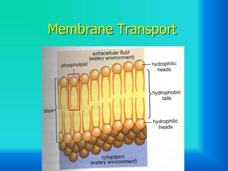 Membrane Transport.